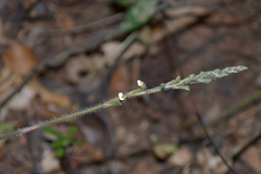 Zeuxine gracilis